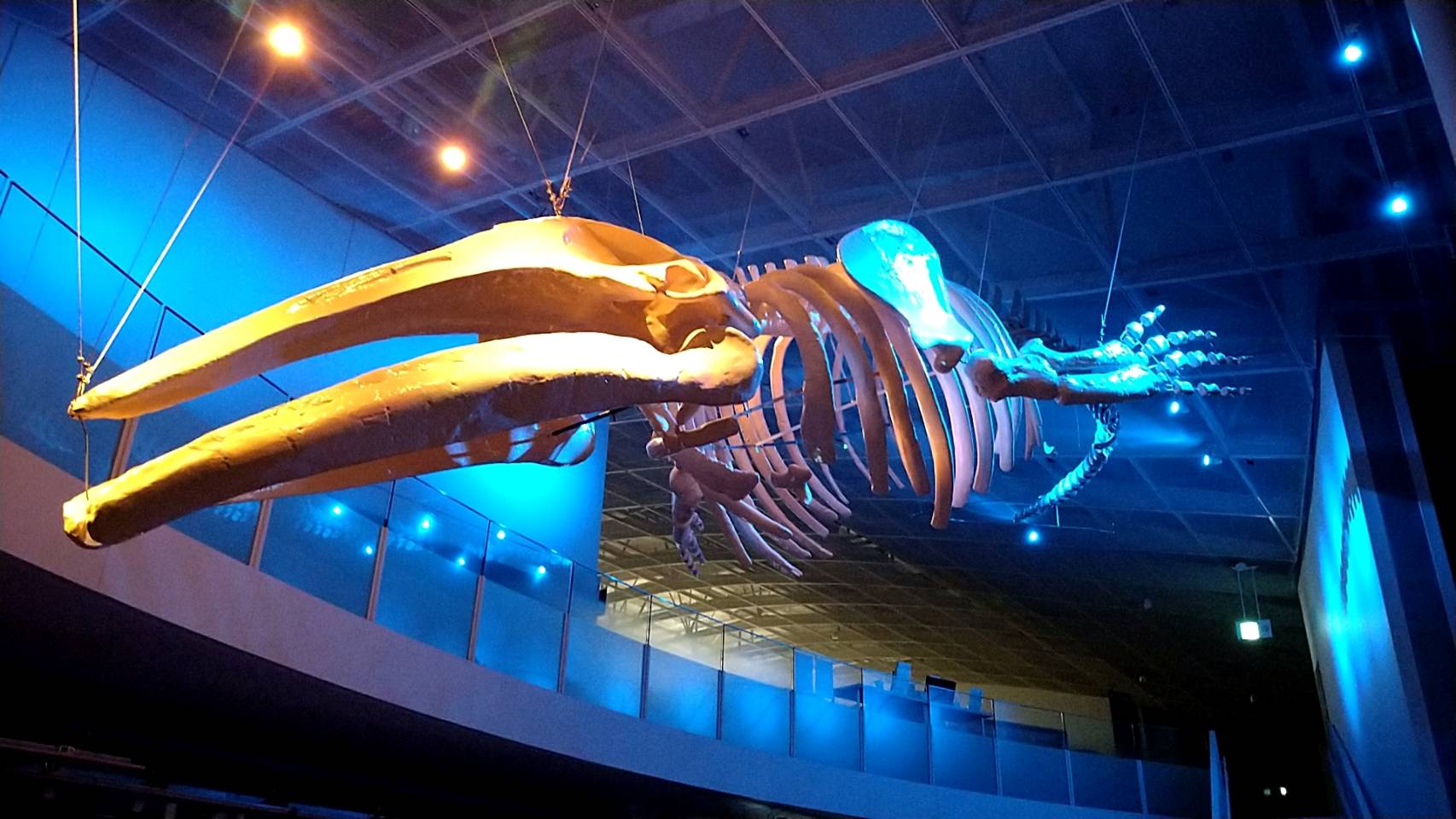 青と黄色でライトアップされたアキシマクジラ化石標本レプリカ