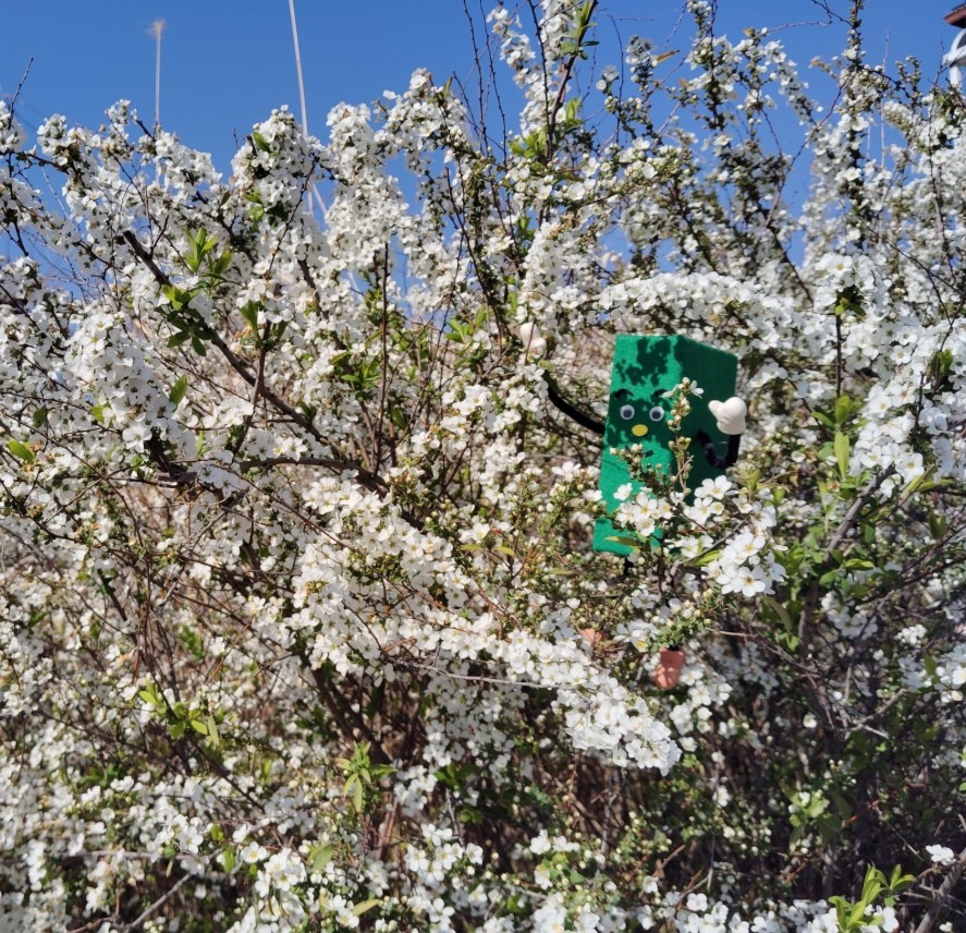 桜の花が咲いている写真