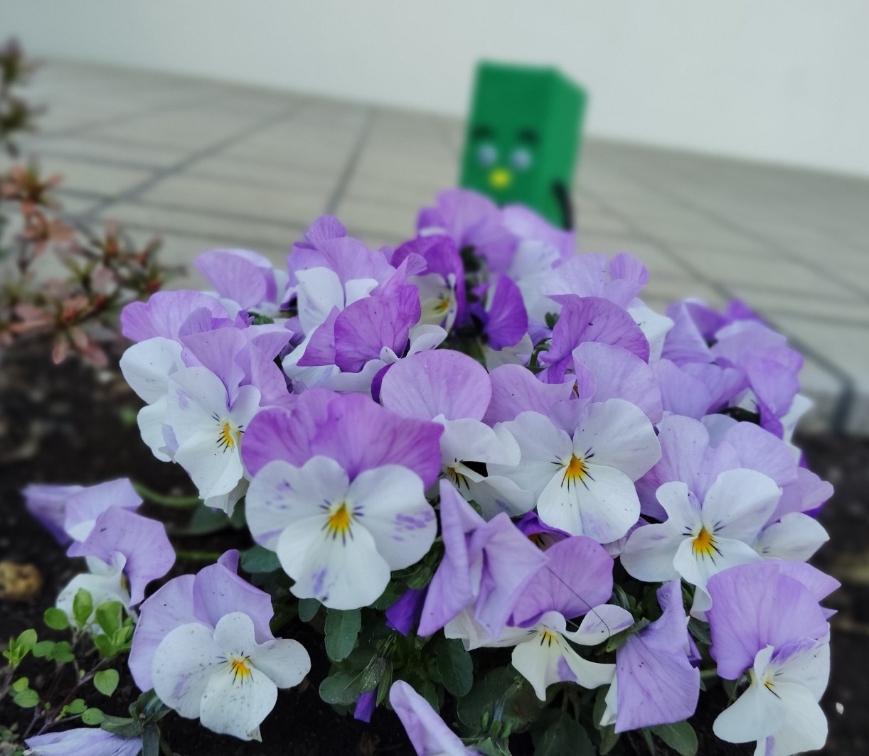 花が咲いている写真